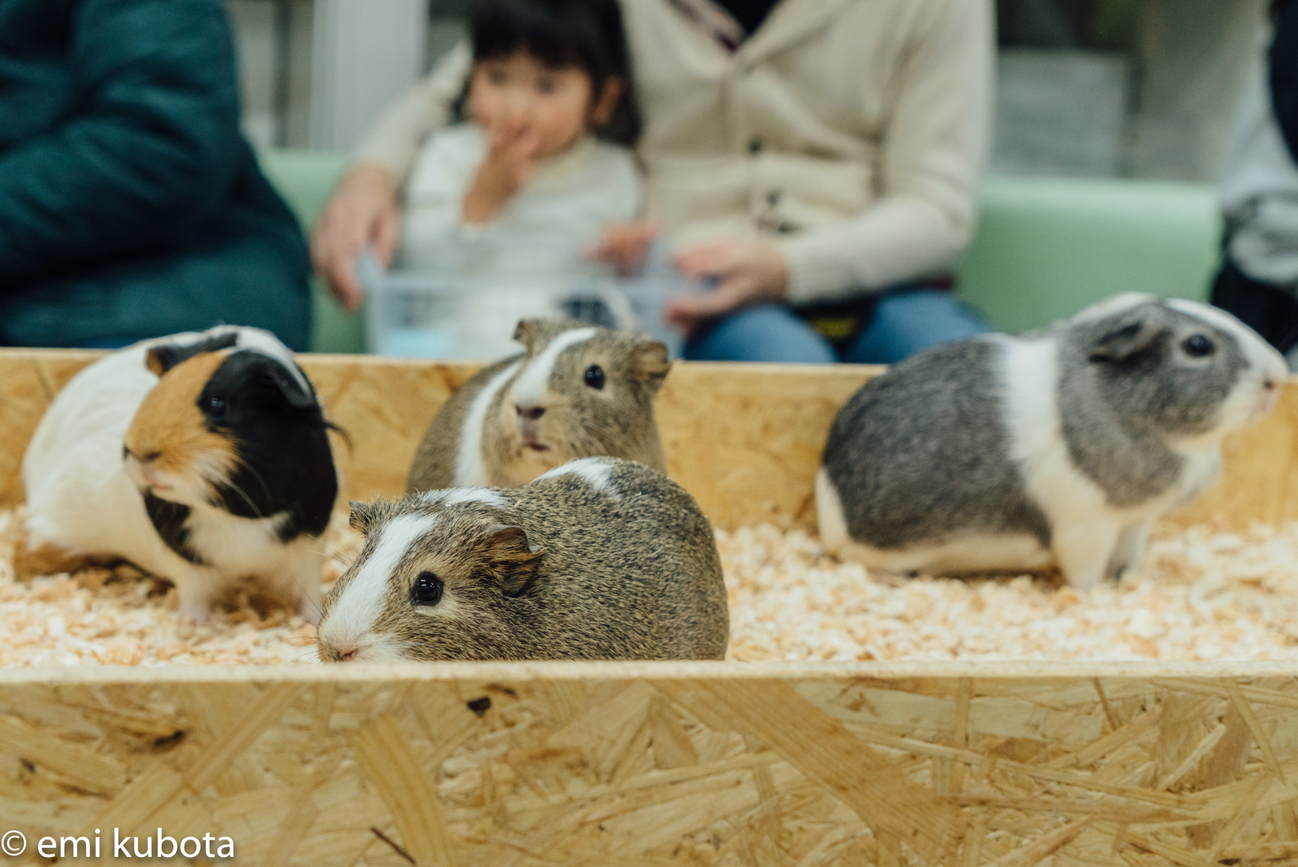 上野動物園でモルモットとふれあい３歳の子供と行ったレポ 整理券は 平日も混雑 結グラフ